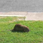 Apareció una rata acuática en el Parque Lineal y despertó gran miedo.