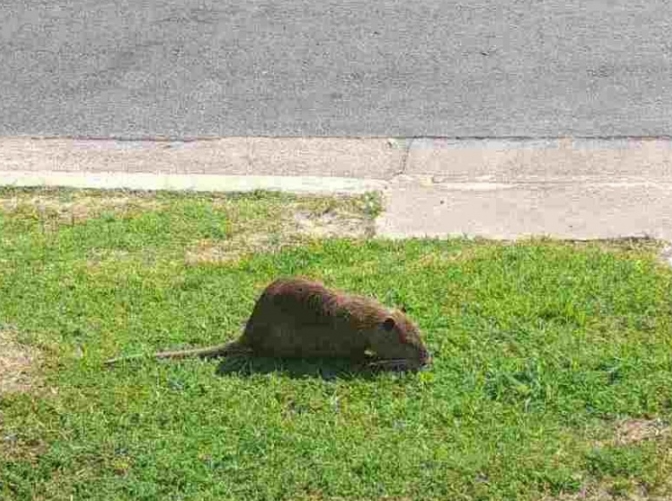 Apareció una rata acuática en el Parque Lineal y despertó gran miedo.