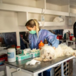 Mega operativo gratuito de castración y vacunación para mascotas durante enero en Quilmes