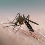 Primer caso en Quilmes de Dengue