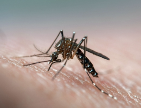 Primer caso en Quilmes de Dengue