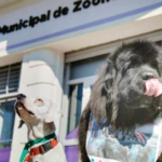 Último día del operativo de Zoonosis en Solano
